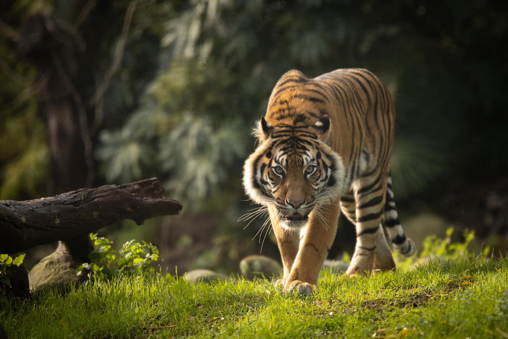 Tiger Hamilton Zoo