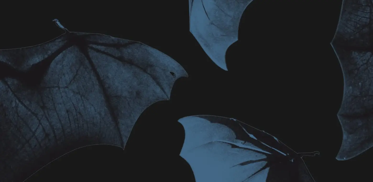 Night-time Discovery Walk at Hamilton Gardens