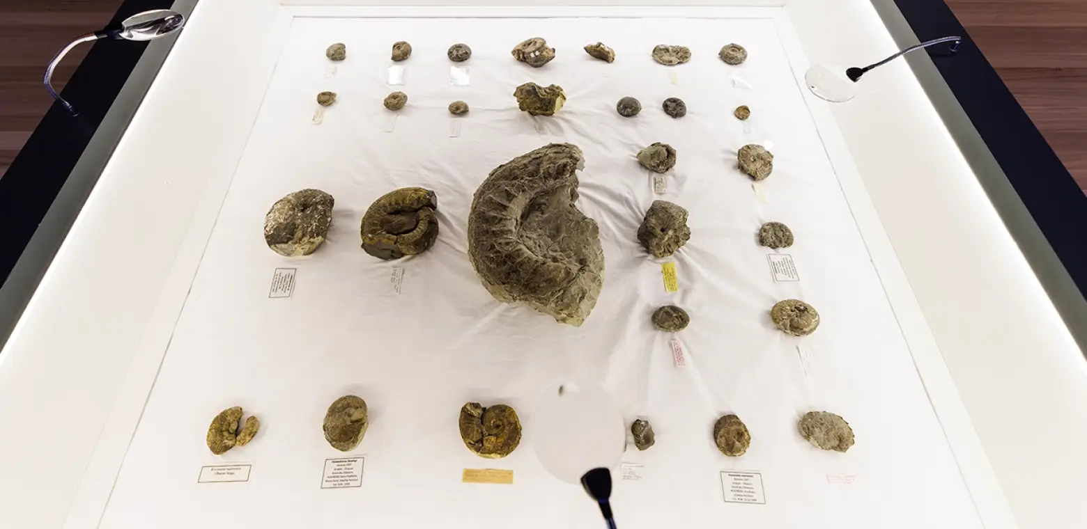 Confinement’s Mystery After Dark: Fossils & Secrets