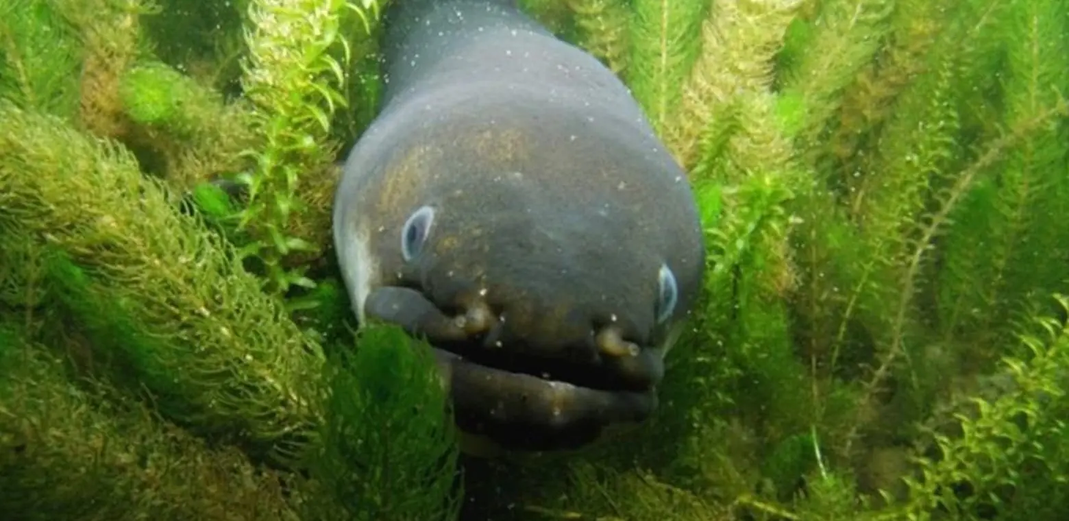 School Holiday Programme: Celebrating our Eels!
