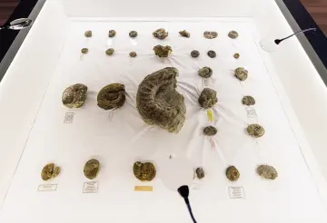Confinement’s Mystery After Dark: Fossils & Secrets