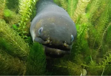 School Holiday Programme: Celebrating our Eels!